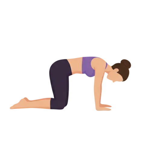 Illustration of a cat-cow stretch